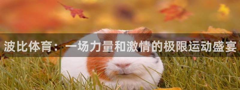 熊猫体育文化有限公司：波比体育：一场力量和激情的极限运动盛宴