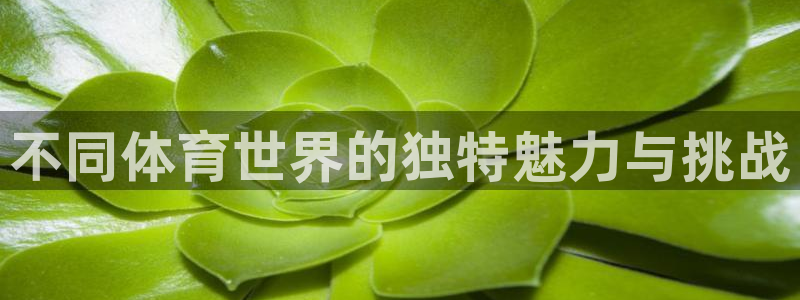 熊猫体育nba：不同体育世界的独特魅力与挑战