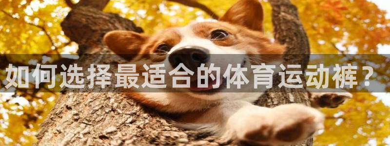 熊猫体育在线：如何选择最适合的体育运动裤？